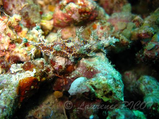 Bornella anguilla.JPG - Philippines - Les Visayas